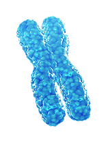 Lienjang MCT metacell for autologous exosomes helps produce x3 more growth factors and ATP production than standard PRP